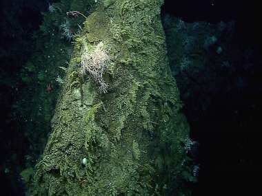 This high density coral community, with several large basket stars, was documented at the start of Dive 3. At least 50 coral colonies can be seen in this single image.
