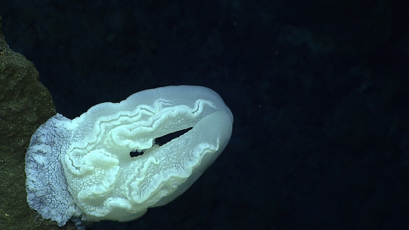 One of the unusual benthic platyctenid ctenophores documented during Dive 5 at Ahyi Seamount.