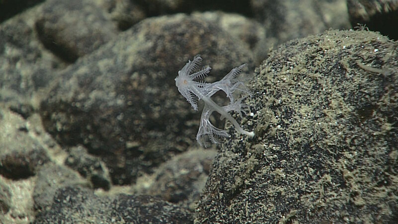 This juvenile bamboo coral is too young for the characteristic segmented 'stalk' to be visible.