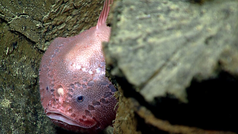 A deep-sea anglerfish living within the pillow basalts. You can see its round lure in between its two eyes. This fish is an ambush predator that waits for prey to be attracted by the lure before rapidly capturing them in one gulp with their large mouths.