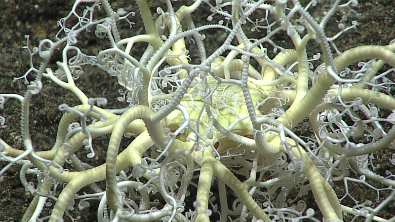 Close up of a basket star, with commensal ophiuroids. We saw an extremely high density of these on this dive, and believe this may have been a new species.