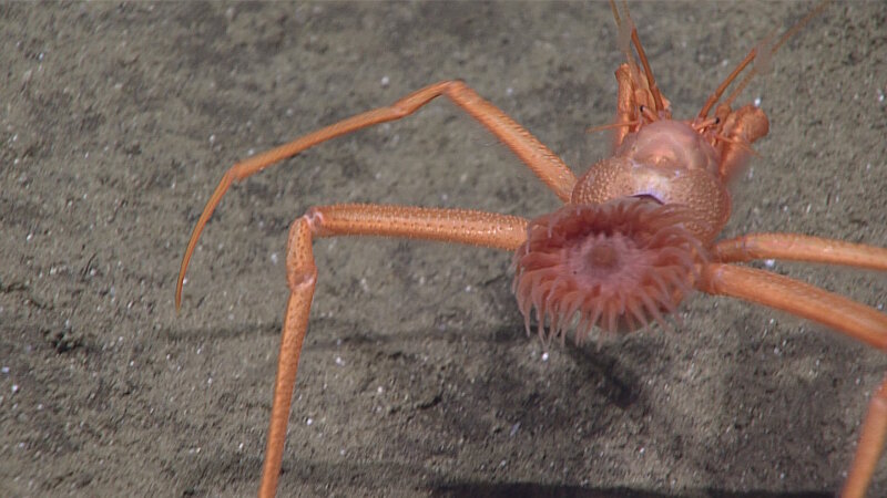 The anemone living on this parapagurid Hermit Crab.