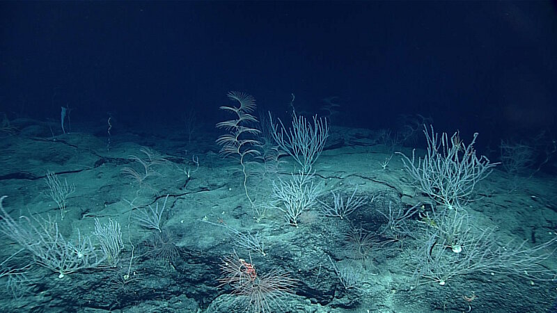 A high-density field of corals, including the spiraling Iridogorgia magnispiralis, which can grow as long as five meters.