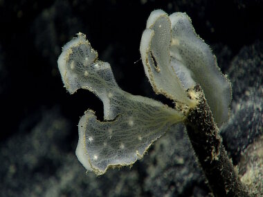 An unknown sponge species. We don’t know what the white spots are that are embedded within the tissue, but speculate that it could be embryos. 