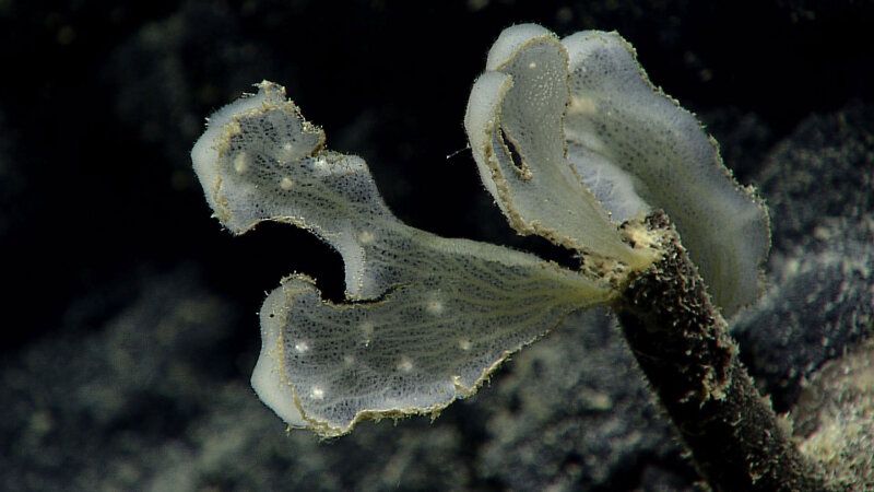 An Unknown Sponge Species. We don't know what the white spots are that are embedded within the tissue, but speculate that they could be embryos.