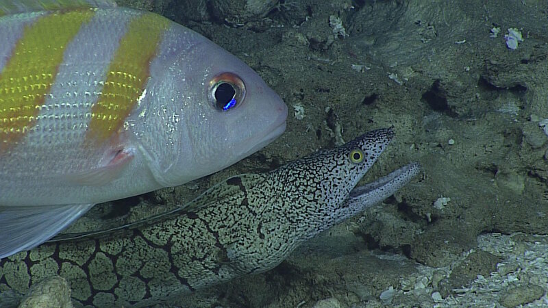 An oblique-banded snapper (Pristipomoides zonatus) and moray eel (Gymnothorax berndti).