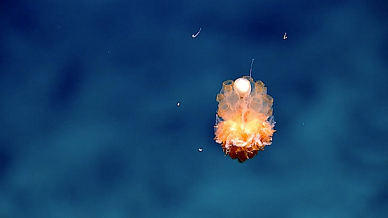 Dandelion siphonophore