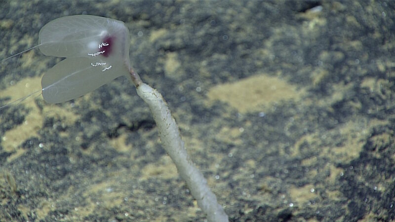 A comb jelly (ctenophore) perched on top of a sponge stalk.