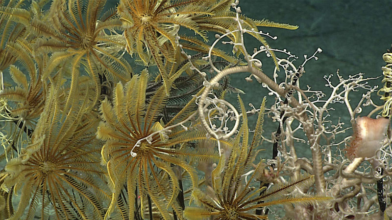 April 25: We Go Together: Commensals and Parasites in the Deep Sea