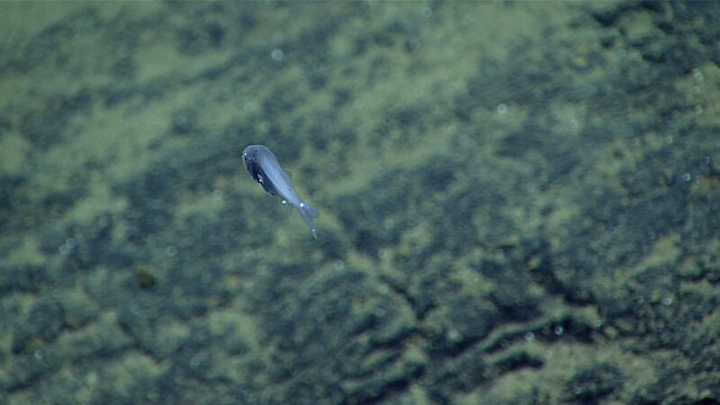 This pricklefish (Stephanoberycidae) was seen at nearly 5,000 meters at the edge of the Sirena Deep. The white spots are a parasitic isopod.