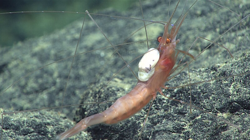 Scientists were unable to identify the parasite living on the back of this shrimp. Parasites remain one of the most poorly described groups of animals in the world.