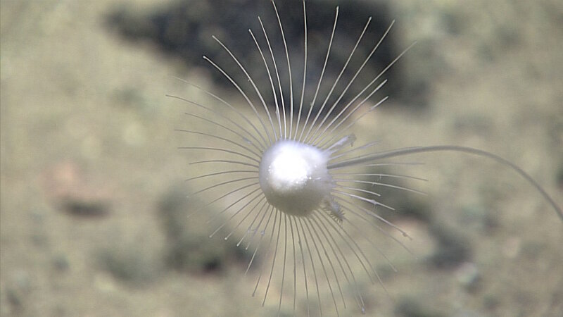 This sponge was seen at Hadal Wall. The swelling may indicate that the sponge has engulfed its prey, possibly a polychaete, and may be eating the worm.