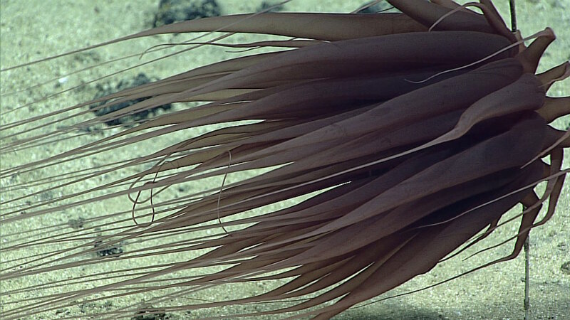 Relicanthus sp., a cnidarian resembling a sea anemone, seen on Dive 12 at an unnamed forearc seamount.