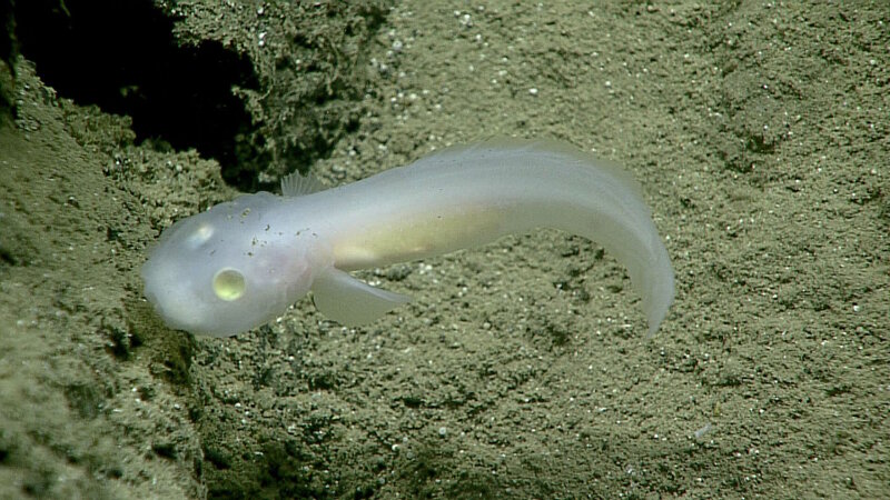 This fish, of the family Aphyonidae, had never before been seen alive.