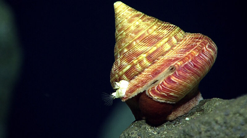 An exciting discovery during our dive at Pagan– this slit shell snail was a new observation for the Marianas and likely a new species!