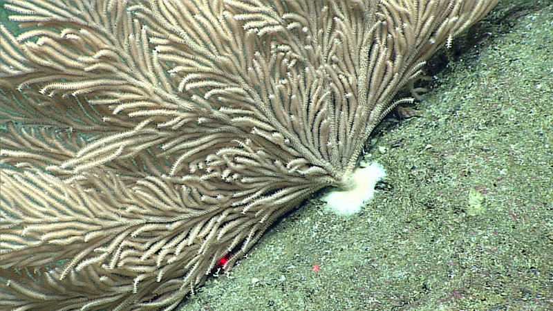 July 2: How Octocorals Are Like Plants