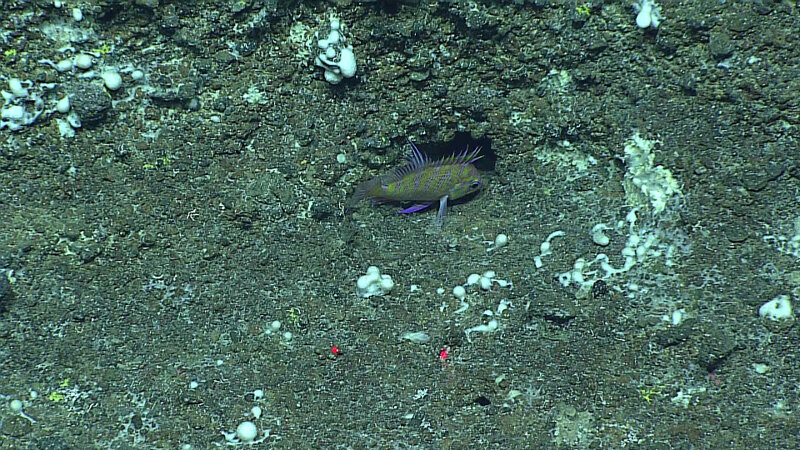 Volcaniclastics on Dive 3 at Maug Volcano.