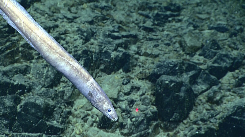 Deeper-living eels like this cutthroat eel, Synaphobranchus sp., are abundant in the deep ocean and are active day and night in the open. This eel was seen on Dive 10 at 3,145 meters at Stegasaurus Ridge on June 27, 2016.