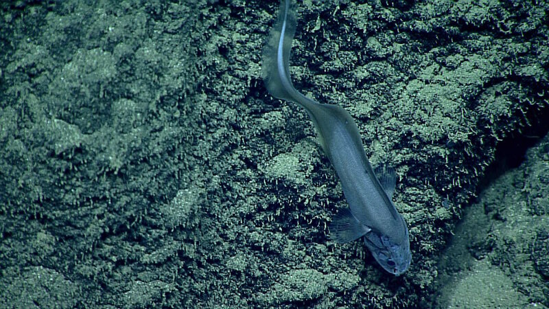 Cusk eels, like this Leucicoris, are another incredibly diverse and common family of deep-sea fishes that have long, tapering, eel-like tails. We have seen various species throughout the Marianas Trench Marine National Monument, where they are very common from about 1,000 meters to depths of nearly 6,000 meters. This particular fish was seen at Explorer Ridge Shallow on Dive 15 at a depth of 1,607 meters on July 2, 2016.