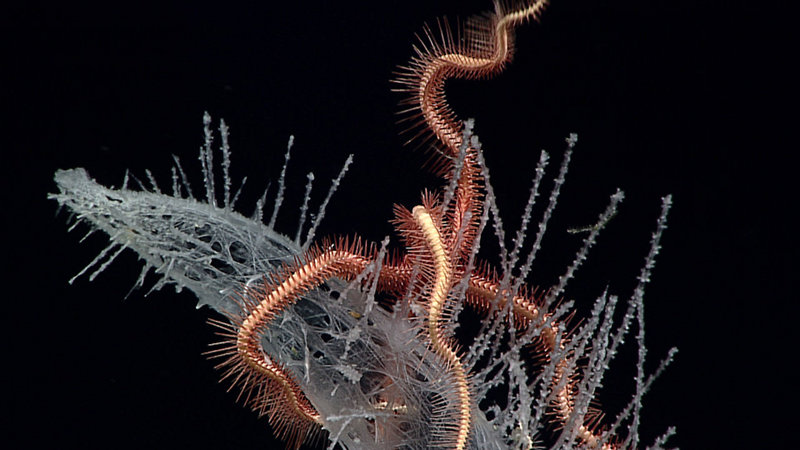 Sponge with brittle star seen on July 4th, 2016, at Fryer Guyot.