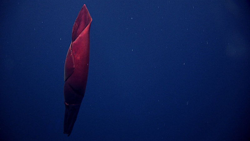 This gorgeous squid, probably Taningia danae, was seen as Deep Discoverer was descending to the seafloor.