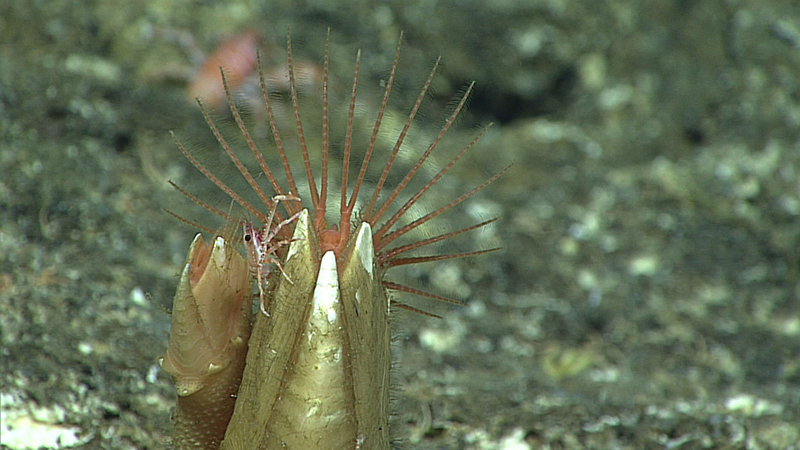 Every time we zoom in on something, like these barnacles, there is almost always additional life, like this small squat lobster, if you look closely enough.