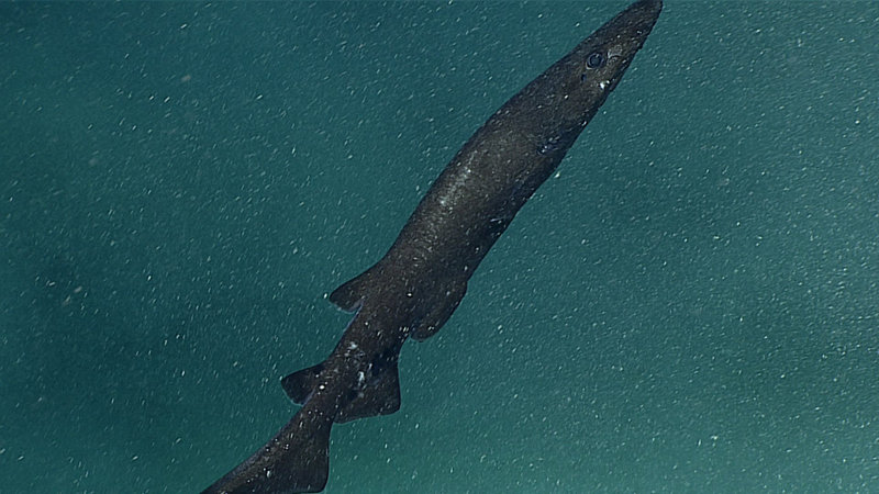 A deepwater catshark (family Scyliorhinidae) in the genus Apristurus.