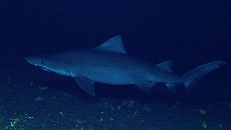 Smalltooth sandtiger shark (Odontaspis ferox), believed to be pregnant, seen on Leg 3 of the 2016 Deepwater Exploration of the Marianas expedition.