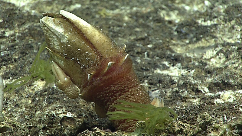 The stringy green things clinging to a barnacle.