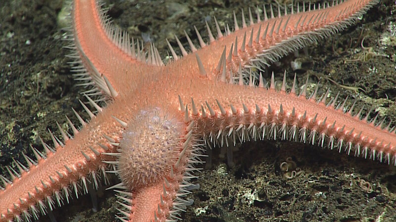 A deep-sea asteroid that has been infected by what is most likely a parasitic barnacle.