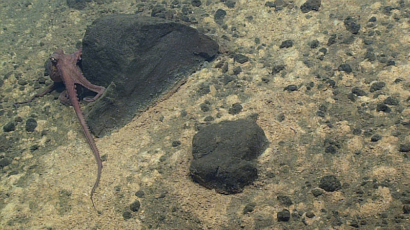 A curious octopus greets the remotely operated vehicle at the beginning of Dive 5 at Ahyi Seamount.