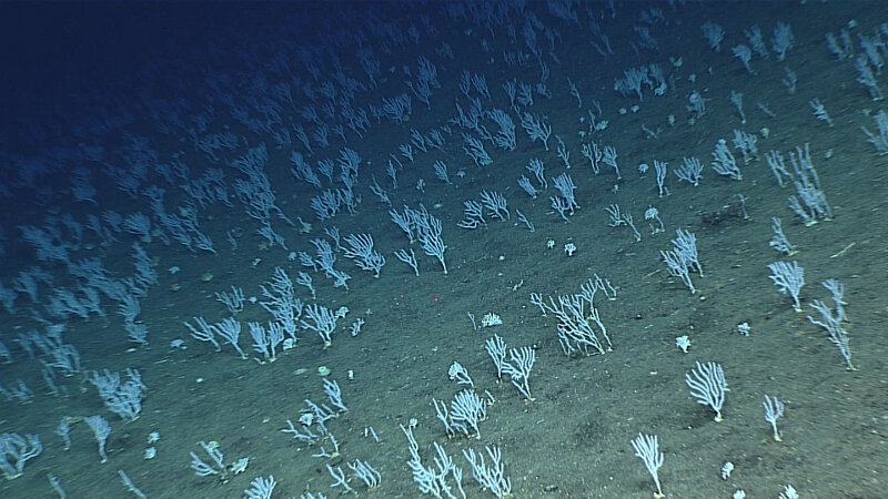 A high-density coral garden that we surveyed at Zealandia.