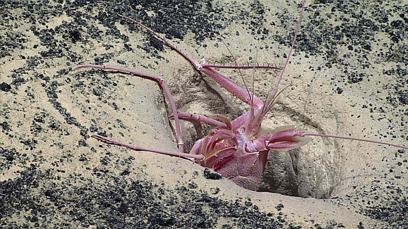 A huge blind lobster popping its head out of a hole on Dive 8.