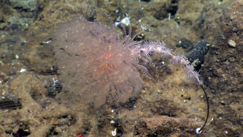 One chrysogorgiid coral we saw on Dive 18 provided a home for dozens of other animals, including benthic ctenophores, a shrimp, a squat lobster, and many zoanthids.