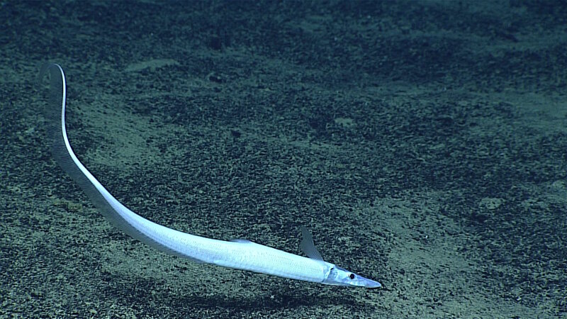 This pale, ghost-like spiny eel (Halosaurus species) was photographed at Fina Nagu Caldera C south of Guam (12.8°N,143.785°E) between 1.6 and 1.7 miles (2,537 and 2,689 meters) down in the ocean. Its body lacks pigment, except for silvery cells, which appear shiny white in the lights of the ROV. The eyes are black and the internal areas of the head and gill cavity have darker pigment, making those areas light gray externally.