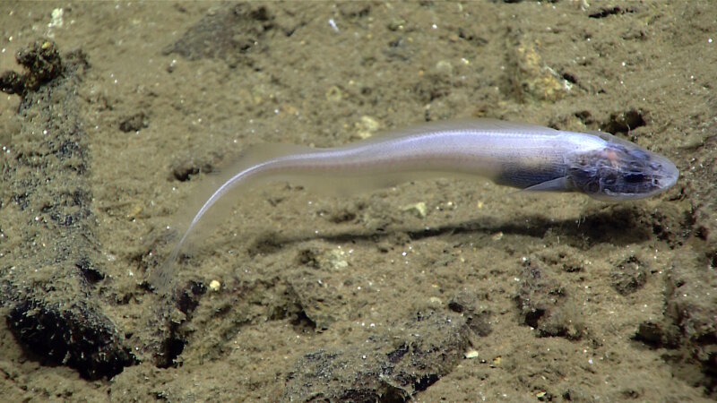This pale white cusk eel (Leucicorus atlanticus) was photographed at about 3.1 miles (5,000 meters) depth at Sirena Canyon, on the edge of the Mariana Trench. The head and body have internal pigment and the eyes are black, but pigment is otherwise absent. Dark pigment around the gill cavities and abdomens of deep-sea fish may mask light that is produced by recently eaten prey. The dark pigment in the eyes is necessary for vision. This species of fish lacks a lens in the eye, and thus cannot see images, but the large eyes are capable of detecting flashes of light produced by other animals.