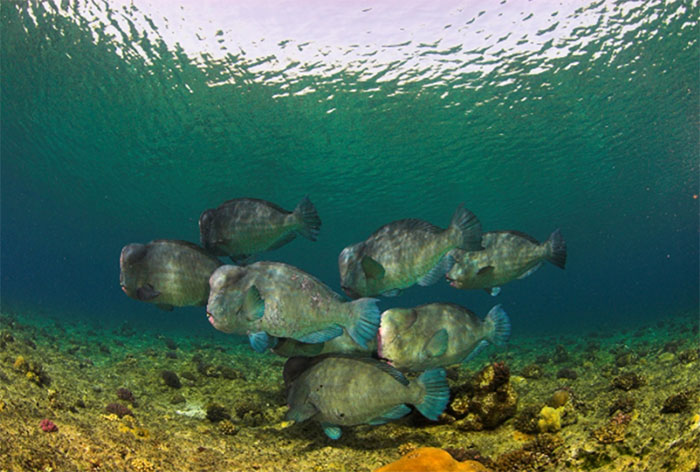 Bumphead parrotfish (Bolbometopon muricatum) at Wake Atoll, the largest known population of this species in the world.