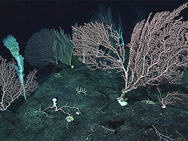 Several large deepwater corals grow in a high-density community.