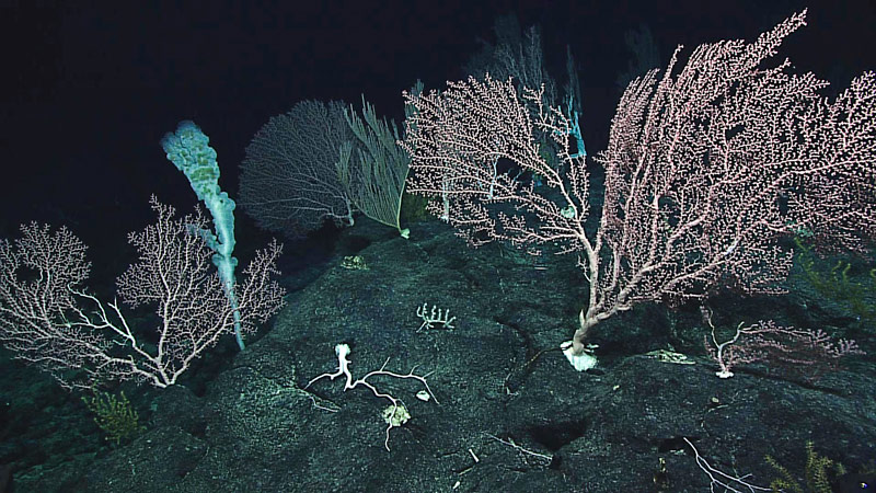 Several large deepwater corals grow in a high-density community.