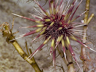 An urchin climbs up the dead skeleton of a bamboo coral.