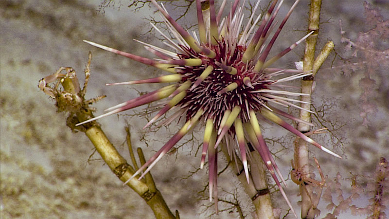 An urchin climbs up the dead skeleton of a bamboo coral.