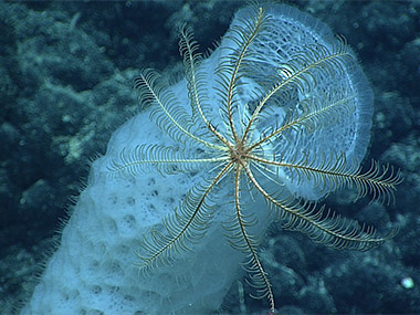 Crinoid perched on a glass sponge.