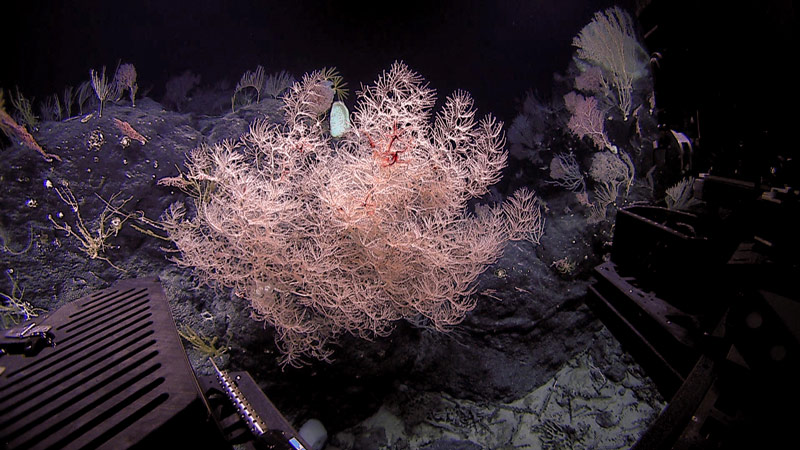 Deep Discoverer images a high-density coral community in the Pacific Remote Islands Marine National Monument.