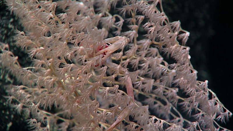 A squat lobster at home in its octocoral.