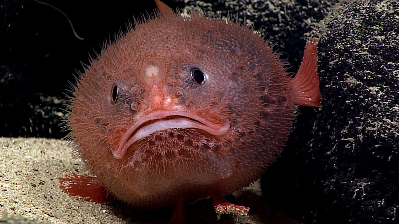 A sea toad hanging out, waiting for its next meal to swim by.