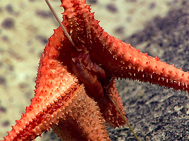 A sea star eats its way up a whip coral.