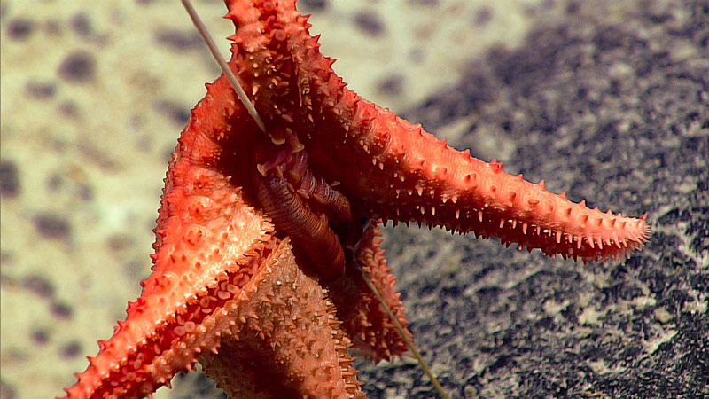 A sea star eats its way up a whip coral.