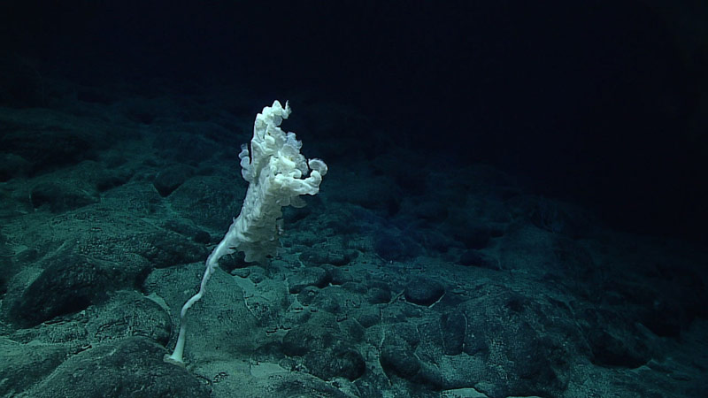 A Caulophacus sponge anchored to the seafloor.