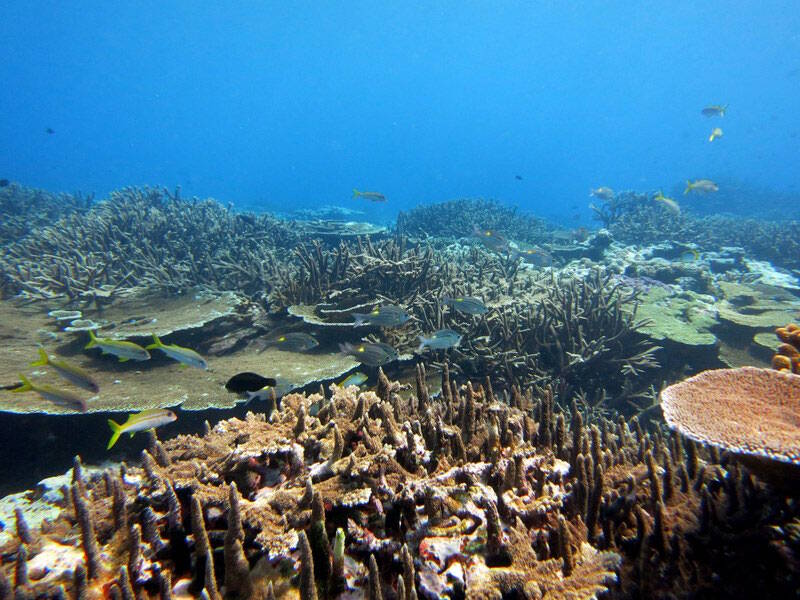 Shallow-water reef habitat of Fagetele Bay (around 10 meters depth) showing a thriving coral community.