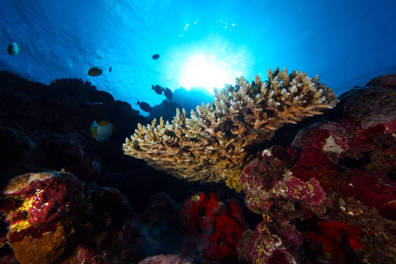 Underwater scene at National Marine Sanctuary of American Samoa.